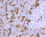 Aquaporin 1 Antibody in Immunohistochemistry (Paraffin) (IHC (P))