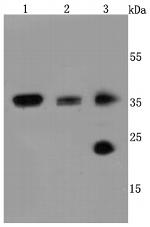 Aquaporin 1 Antibody in Western Blot (WB)