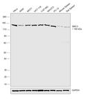 SMC3 Antibody in Western Blot (WB)