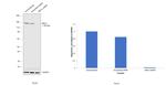 SMC3 Antibody in Western Blot (WB)