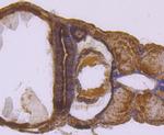 SDHA Antibody in Immunohistochemistry (Paraffin) (IHC (P))