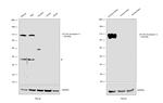 CD138 Antibody in Western Blot (WB)