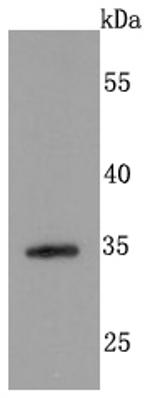 CD138 Antibody in Western Blot (WB)