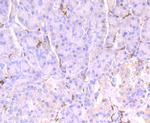 CD32 Antibody in Immunohistochemistry (Paraffin) (IHC (P))