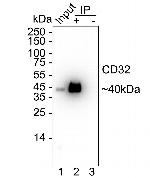 CD32 Antibody in Immunoprecipitation (IP)