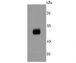 CD32 Antibody in Western Blot (WB)