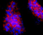 Hemoglobin gamma-1,2 Antibody in Immunocytochemistry (ICC/IF)