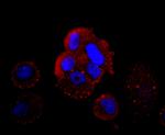 Hemoglobin gamma-1,2 Antibody in Immunocytochemistry (ICC/IF)