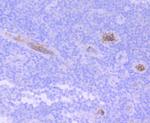 Hemoglobin gamma-1,2 Antibody in Immunohistochemistry (Paraffin) (IHC (P))