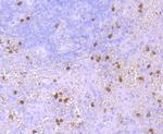 Hemoglobin gamma-1,2 Antibody in Immunohistochemistry (Paraffin) (IHC (P))