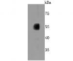 CYP2E1 Antibody in Western Blot (WB)