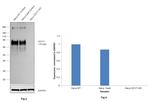 CD171 (L1CAM) Antibody in Western Blot (WB)