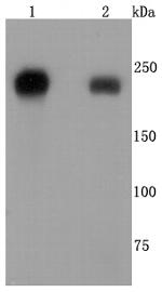 CD104 (Integrin beta 4) Antibody in Western Blot (WB)