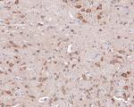 CaMKII alpha Antibody in Immunohistochemistry (Paraffin) (IHC (P))