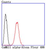 CaMKII alpha Antibody in Flow Cytometry (Flow)