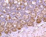 VCP Antibody in Immunohistochemistry (Paraffin) (IHC (P))