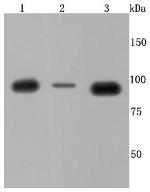 VCP Antibody in Western Blot (WB)