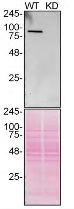 VCP Antibody in Western Blot (WB)