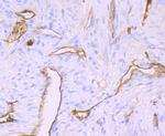 Claudin 5 Antibody in Immunohistochemistry (Paraffin) (IHC (P))