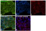 Podoplanin Antibody in Immunocytochemistry (ICC/IF)