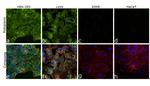 Podoplanin Antibody