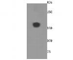 A2M Antibody in Western Blot (WB)