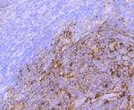 S100 Antibody in Immunohistochemistry (Paraffin) (IHC (P))