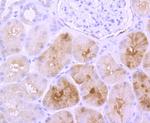 S100 Antibody in Immunohistochemistry (Paraffin) (IHC (P))