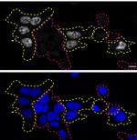 TDP-43 Antibody in Immunocytochemistry (ICC/IF)