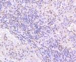 TDP-43 Antibody in Immunohistochemistry (Paraffin) (IHC (P))