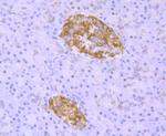 TDP-43 Antibody in Immunohistochemistry (Paraffin) (IHC (P))