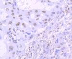 TDP-43 Antibody in Immunohistochemistry (Paraffin) (IHC (P))