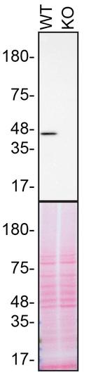 TDP-43 Antibody