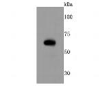 RPE65 Antibody in Western Blot (WB)