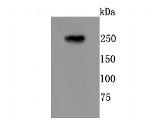 mGluR1 Antibody in Western Blot (WB)