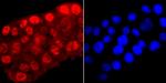 Phospho-RNA pol II CTD (Ser5) Antibody in Immunocytochemistry (ICC/IF)