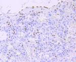 Phospho-RNA pol II CTD (Ser5) Antibody in Immunohistochemistry (Paraffin) (IHC (P))