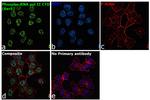 Phospho-RNA pol II CTD (Ser5) Antibody in Immunocytochemistry (ICC/IF)