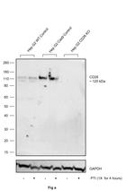 CD26 Antibody