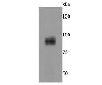 AXIN2 Antibody in Western Blot (WB)