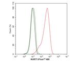 NUR77 Antibody in Flow Cytometry (Flow)