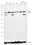 MRE11 Antibody in Western Blot (WB)