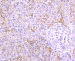 Cathepsin B Antibody in Immunohistochemistry (Paraffin) (IHC (P))