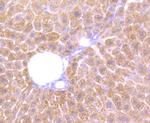 Cathepsin B Antibody in Immunohistochemistry (Paraffin) (IHC (P))