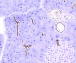 Cathepsin B Antibody in Immunohistochemistry (Paraffin) (IHC (P))