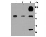 Cathepsin B Antibody in Western Blot (WB)