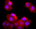 MUC2 Antibody in Immunocytochemistry (ICC/IF)