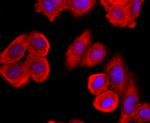 MUC2 Antibody in Immunocytochemistry (ICC/IF)