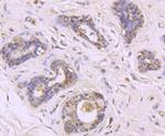 MUC2 Antibody in Immunohistochemistry (Paraffin) (IHC (P))