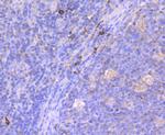 MUC2 Antibody in Immunohistochemistry (Paraffin) (IHC (P))